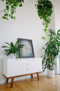 how-to-decorate-a-living-room-with-indoor-plants